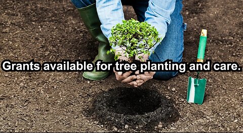 Grants available for tree planting and care.