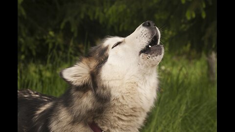 Why Do Dogs Howl at Sirens? Unraveling the Mystery!