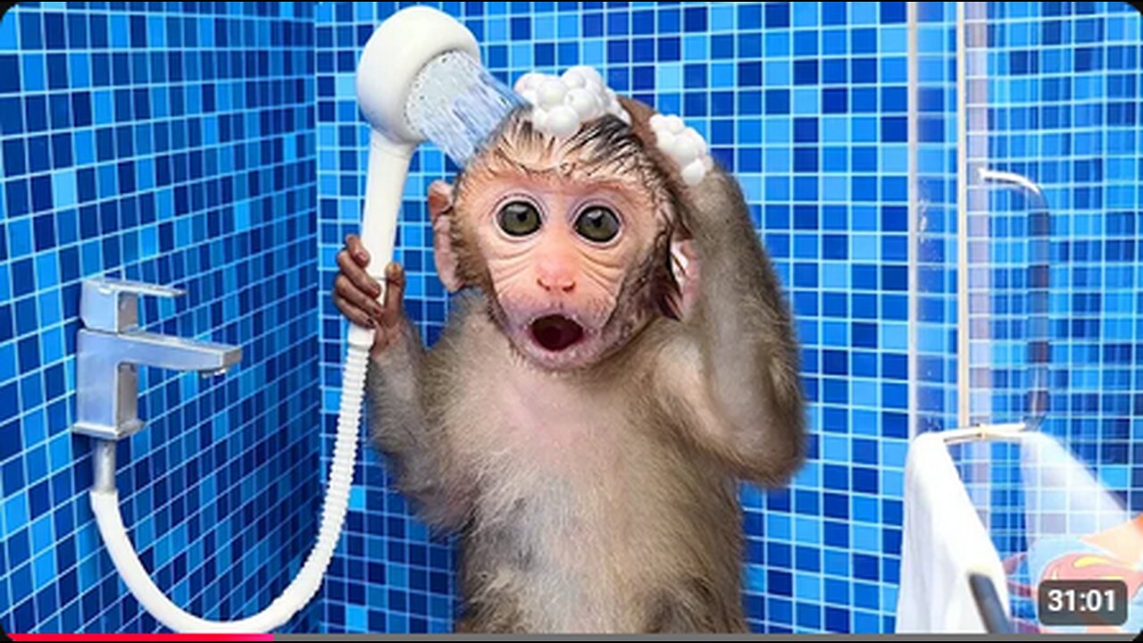 Monkey Baby Bon Bon oes to the toilet and plays with Ducklings in the swimming pool