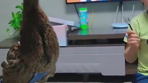 so funny animals 😹🐕🦢 