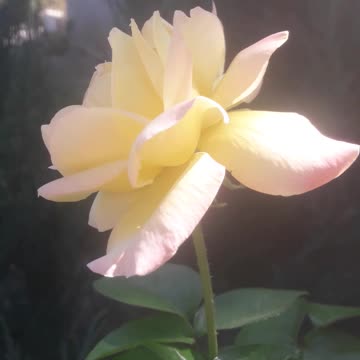 Awakening of the rose