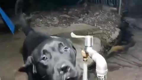"The fastest water-drinking dog on the internet; faucet; fast and water-saving."