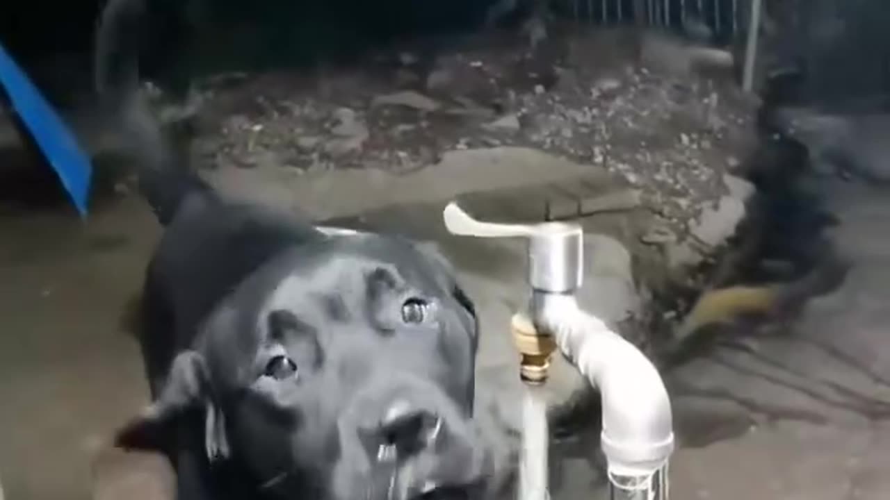 "The fastest water-drinking dog on the internet; faucet; fast and water-saving."