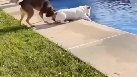 Crazy dogs