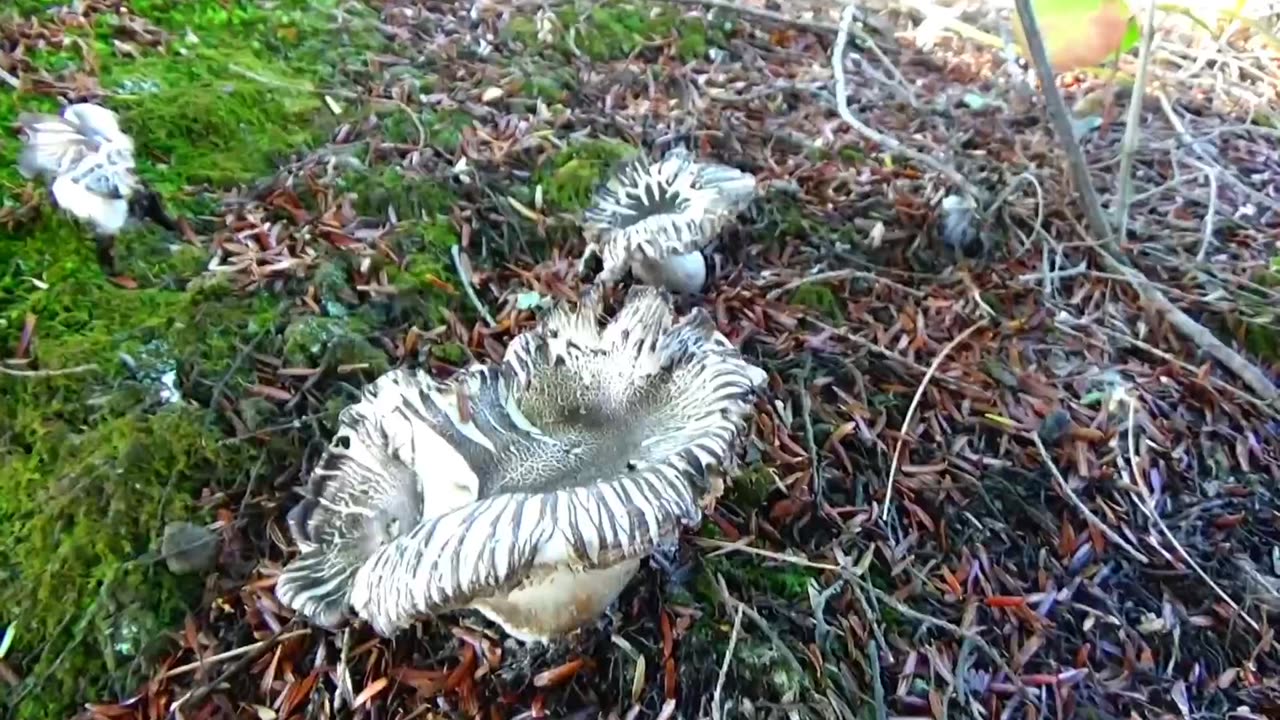 Mushrooms