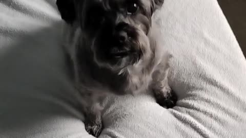 My fur baby boy. Getting targeted by V2K in my opinion