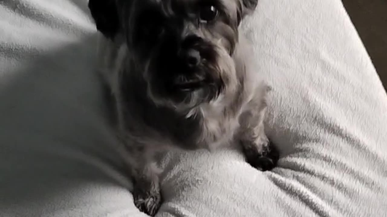 My fur baby boy. Getting targeted by V2K in my opinion