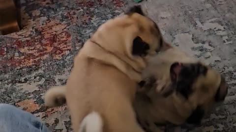 Wrestling pug Sally wins