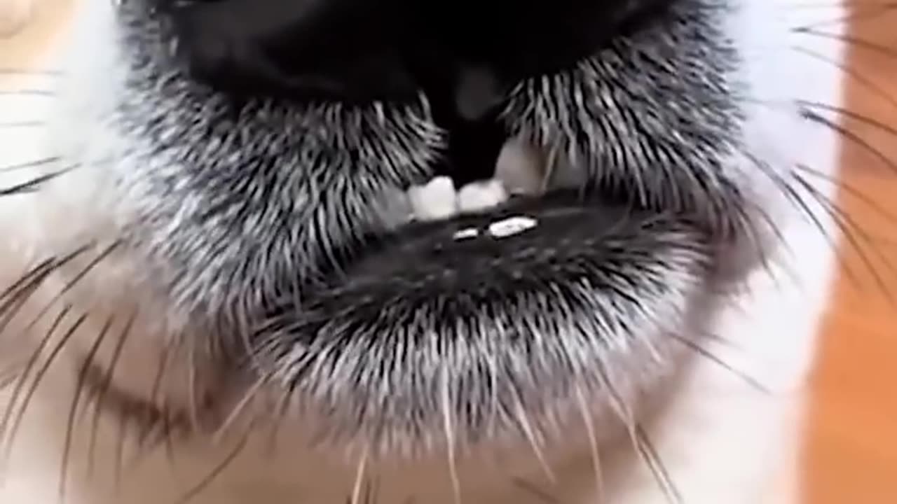 Funny animals