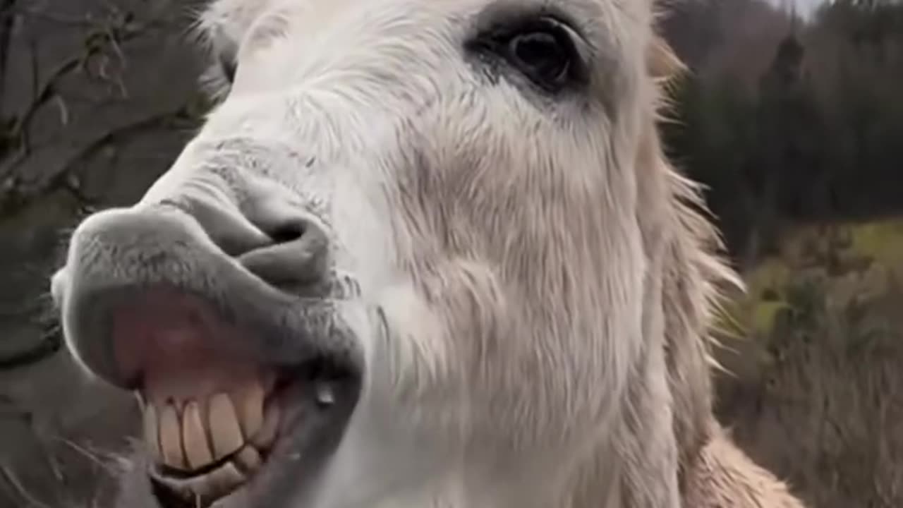 The donkey ate a slice of lemon and he didn't like it very funny moment