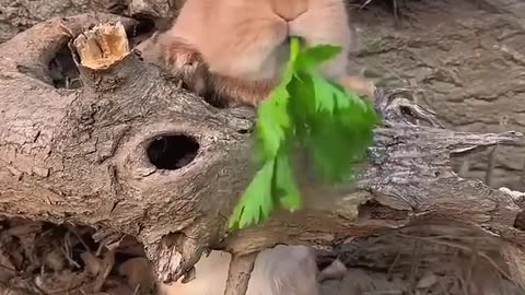 Funny Hungry Bunny.