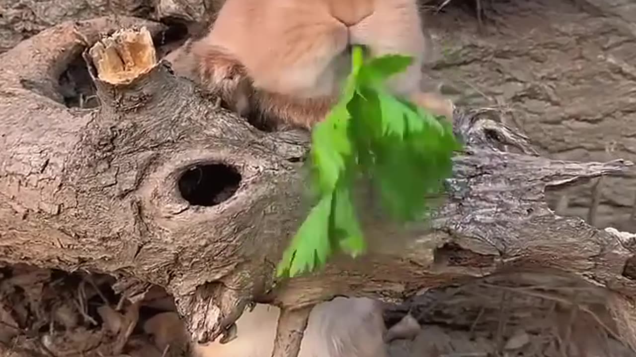 Funny Hungry Bunny.