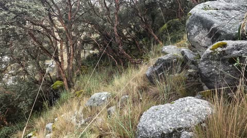 Walking through a Queñua forest (Huaraz, Ancash, Peru)