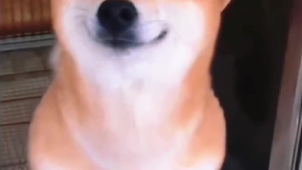 Dog laughing🤣😂