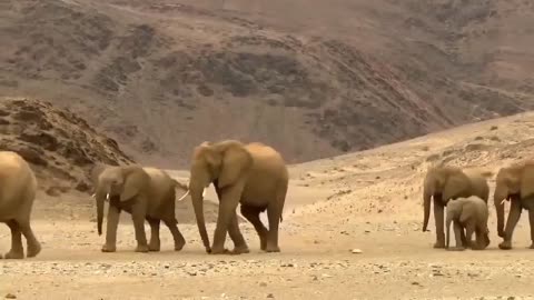 Life of Elephants