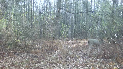 Trail cam 6