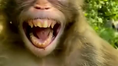 Monkey laughing funny