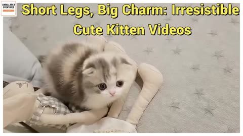 Short Legs, Big Charm Irresistible Cute Kitten Videos!