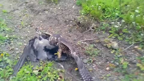 Peregrine Falcon vs Crow