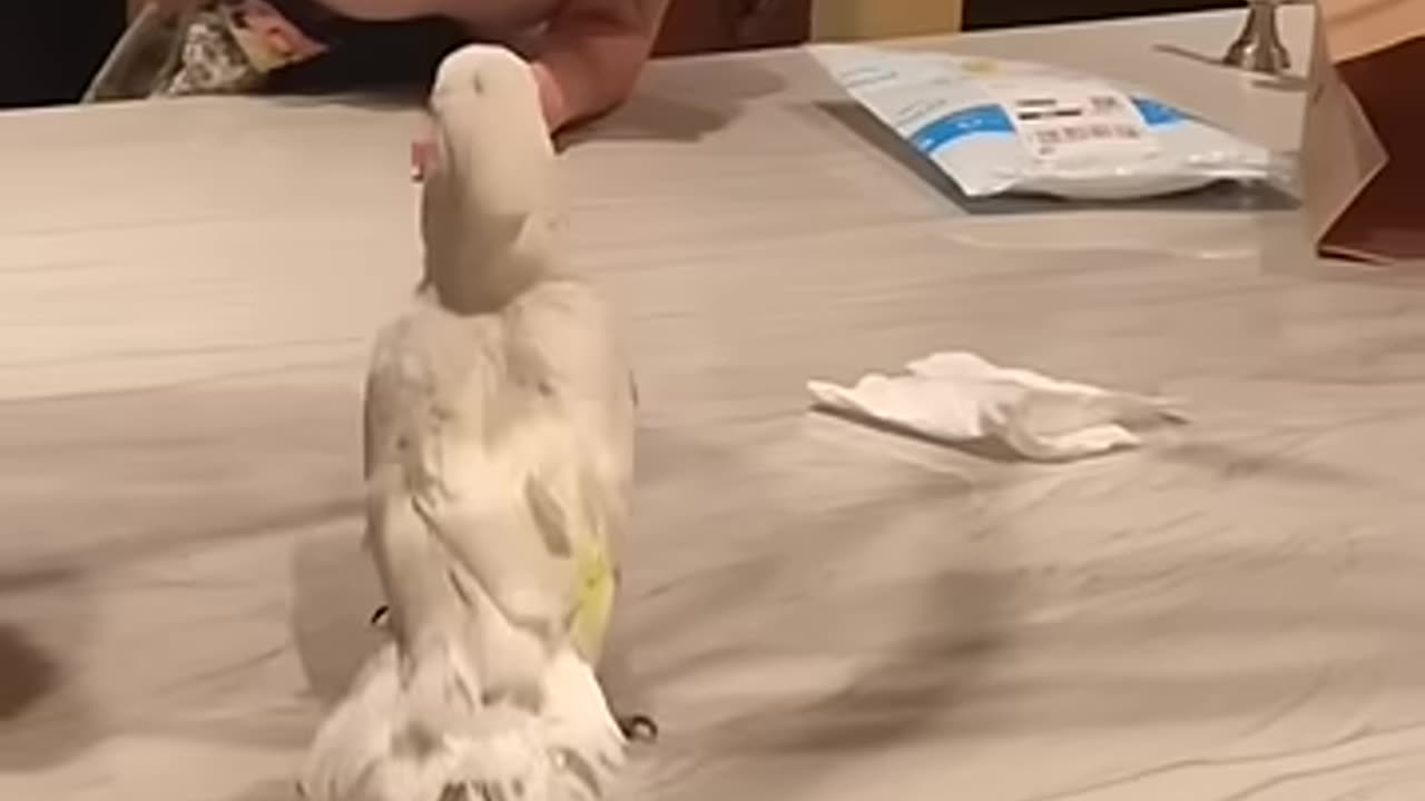 If you think animals dont have feelings, watch this video 🥹 _parrot _reaction _adoptdontshop _short