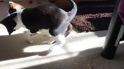 Playing in the Sunshine (Cats: Millie & Mozzie)