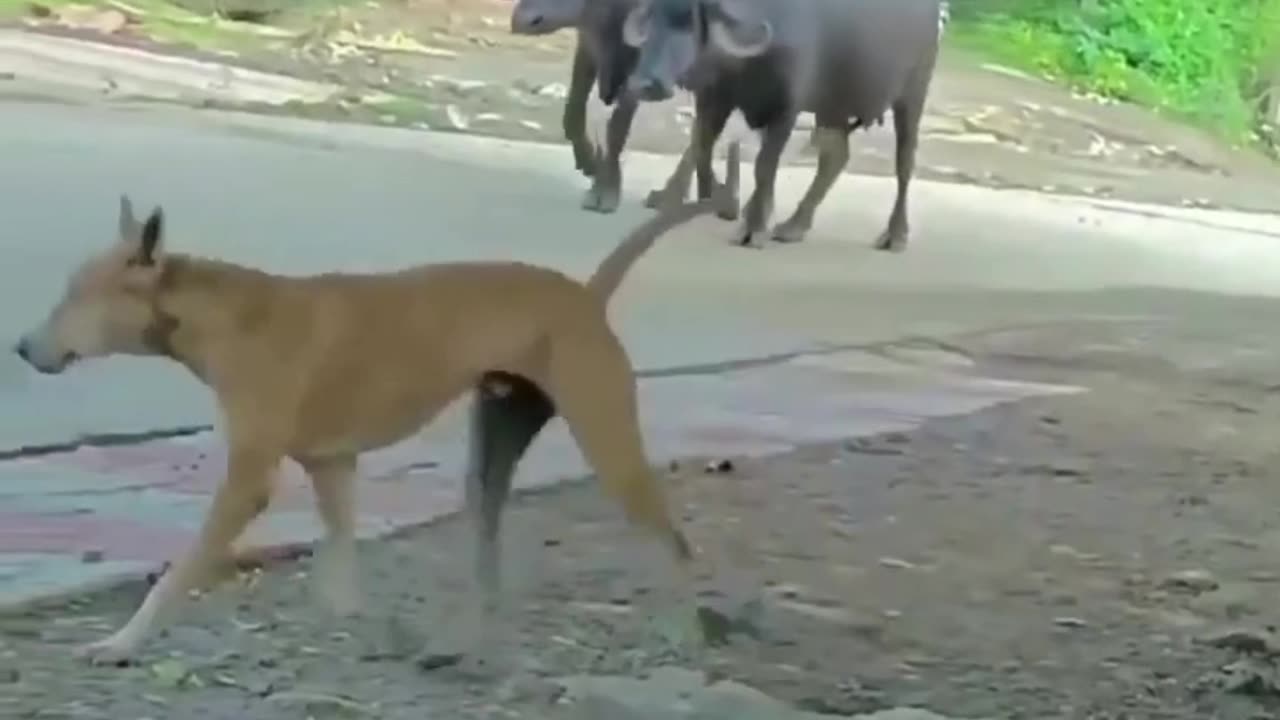 Funny video