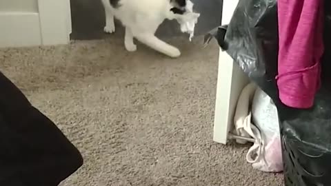 Cat Loves Playing Fetch With Paper Ball