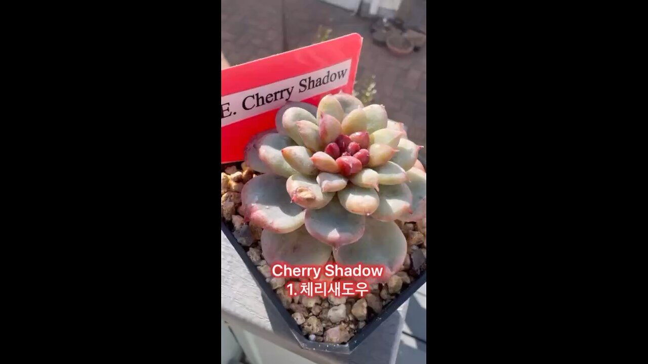 30 Succulent are so beautiful also in winter