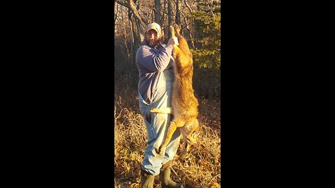 coyote #2 #trapping,#backwoodslife