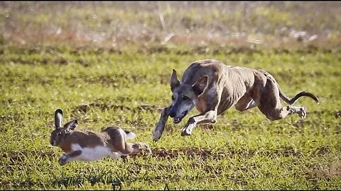 shikar ke ahkam o masail\shikar in islam\dog vs rabbit\ammar mustafa qasmi.