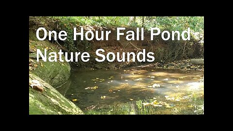 Floating Leaves in a Forest Pond with Gentle Waterfall 1 Hour Natural Stress Relief Peaceful Water