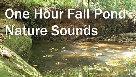 Floating Leaves in a Forest Pond with Gentle Waterfall 1 Hour Natural Stress Relief Peaceful Water