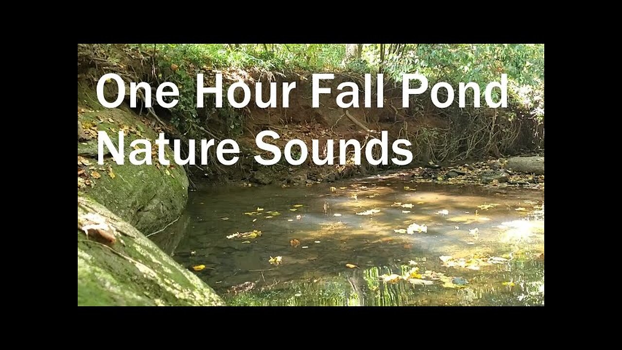 Floating Leaves in a Forest Pond with Gentle Waterfall 1 Hour Natural Stress Relief Peaceful Water