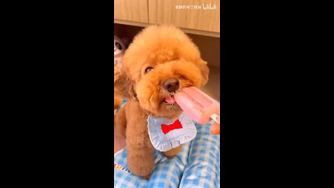 smart dog 🐕 🍦