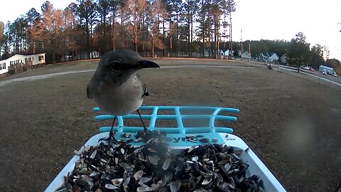 this mocking bird loves tossing food