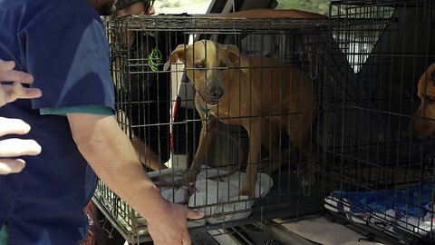 16 dogs abandoned in the 125 degree desert get a new life. Part 1!