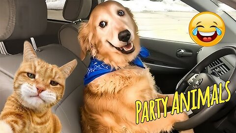 Funny Party Animals videos part 5 - Funny cats/dogs - funny animal