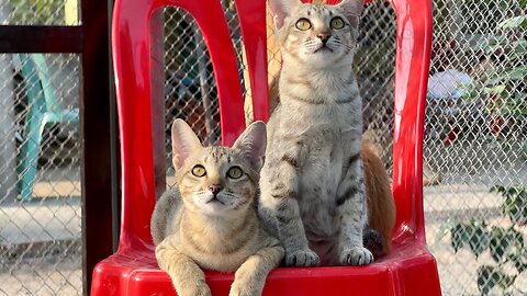 Two Siblings Kittens wait for food - Simbar and Mollar are Rescued from the Pagoda 3 Months Ago