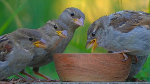 "Hey, Don't Hog the Whole Bowl" House Sparrows