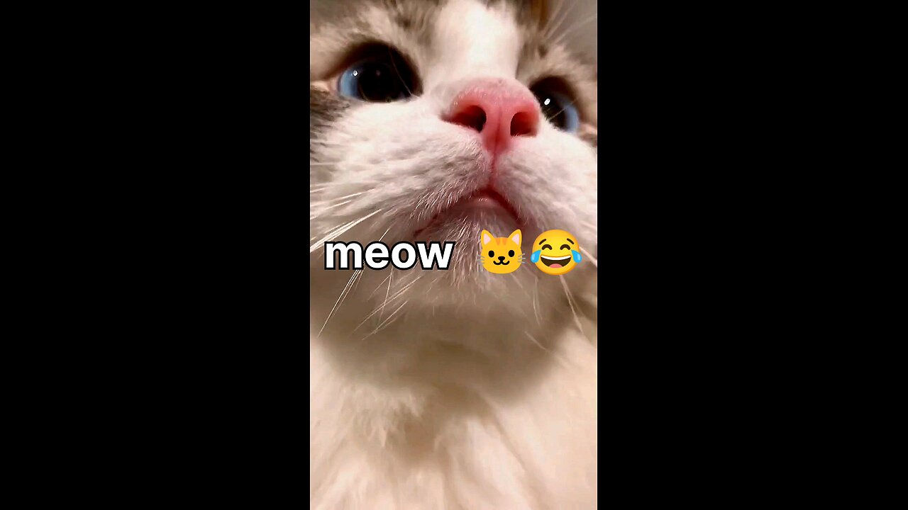 funny cute cat kittens💕🐱