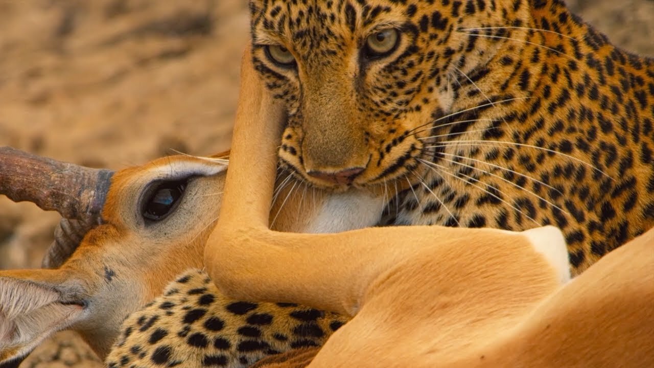 Leopard vs Impala vs Hyena