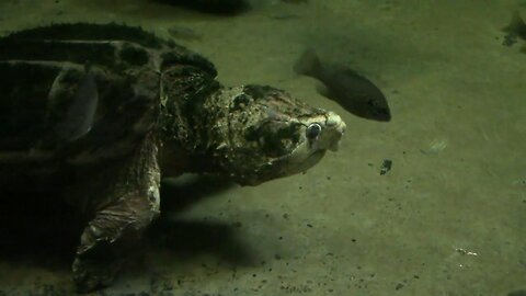 Alligator Snapping Turtles - Jaws You Shouldn't Mess With