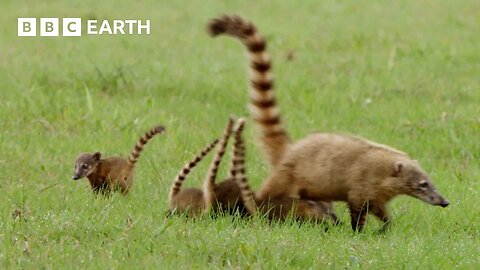 Baby Coati Races To Escape Hawk