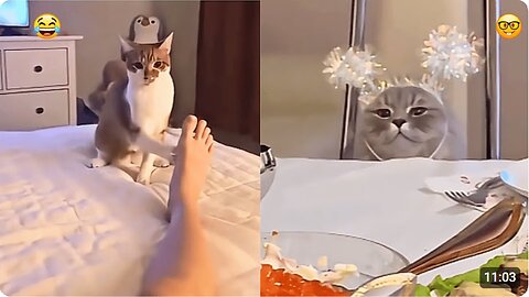 69 Funny Moments Cats And Dogs: That Shocked Their Owners!