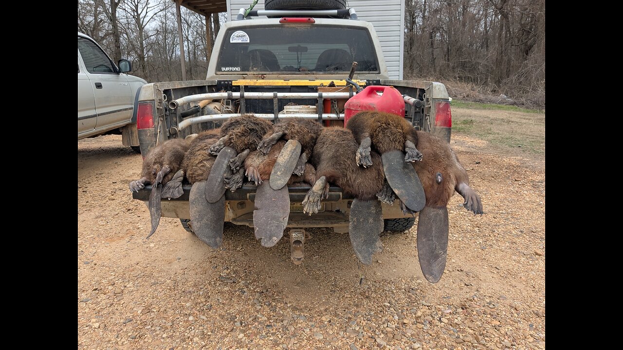 Arkansas Beaver line check #7