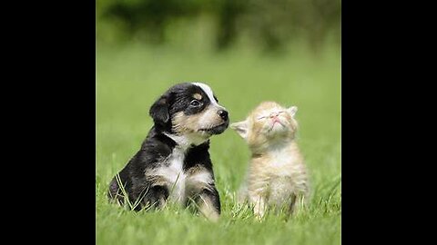 Cat and baby Dog