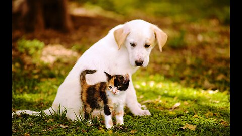 Cat and baby Dog