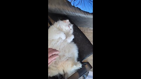 Persian petting