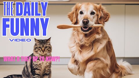 Funny Cute Animals - Try not to laugh!