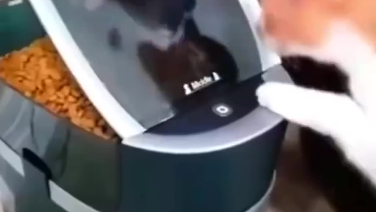 Funny animals